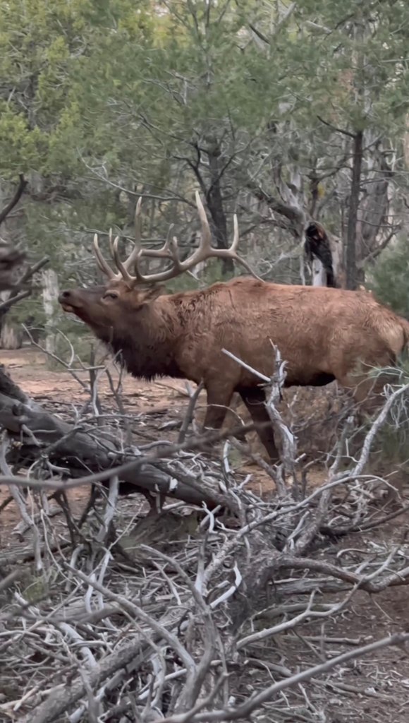 This large Arizona Bull Elk came too close for my comfort, chasing cows ...