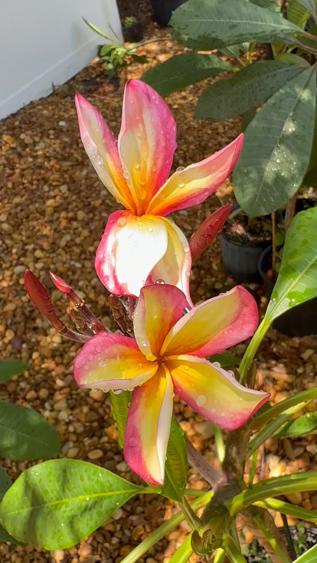 P-801 plumeria variety blooming in my garden