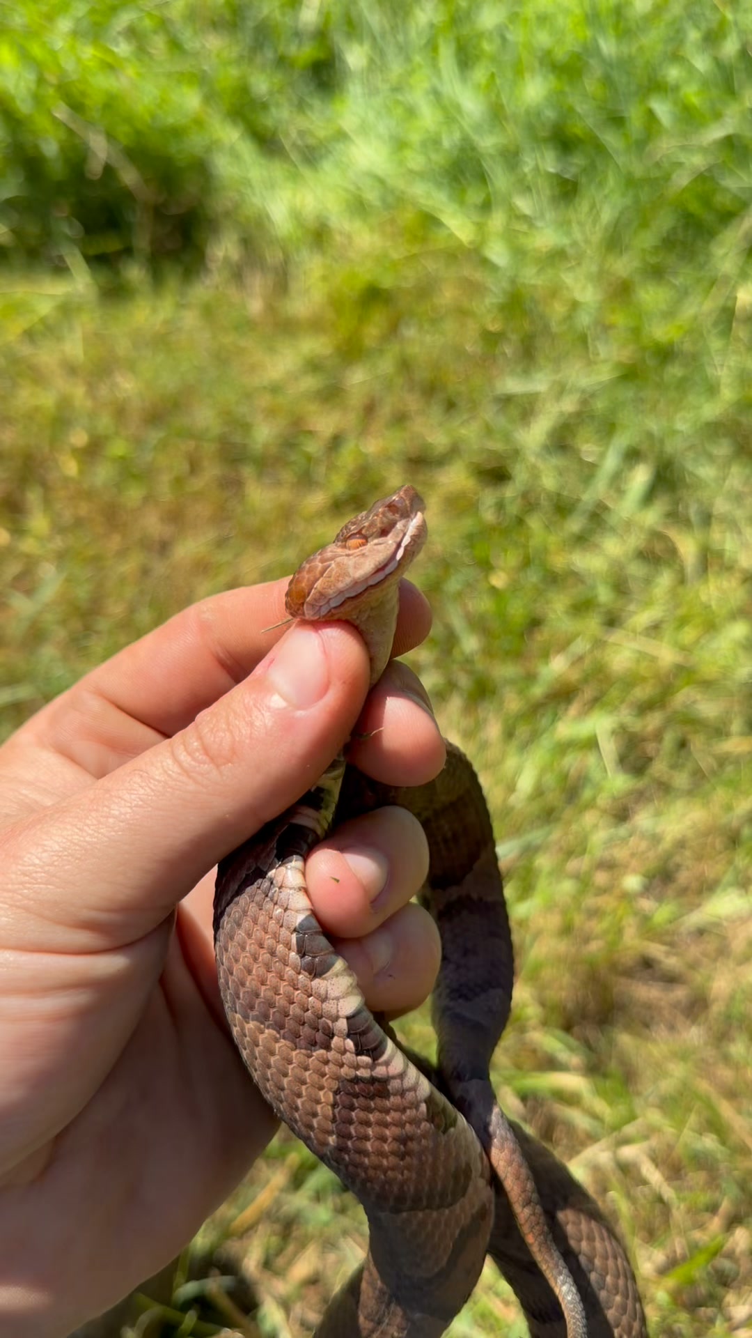 Beware of copperheads during lawn work in Blairsville, Ga