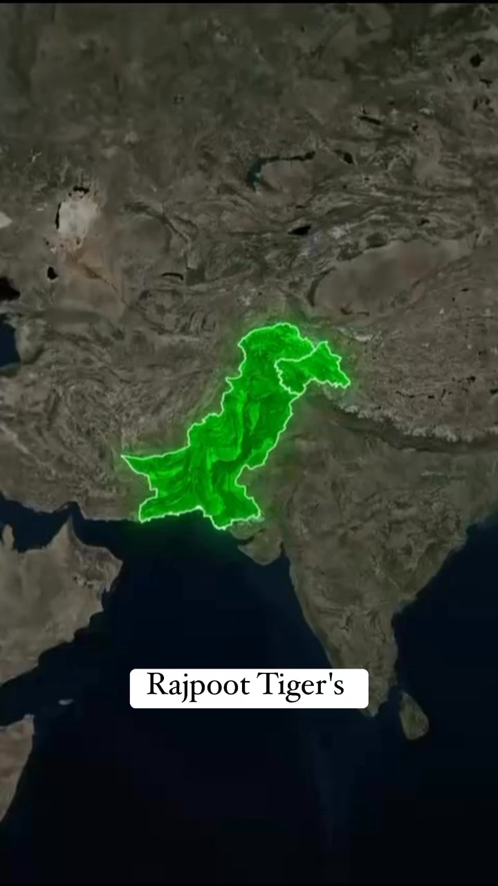Rajpoot Tiger's