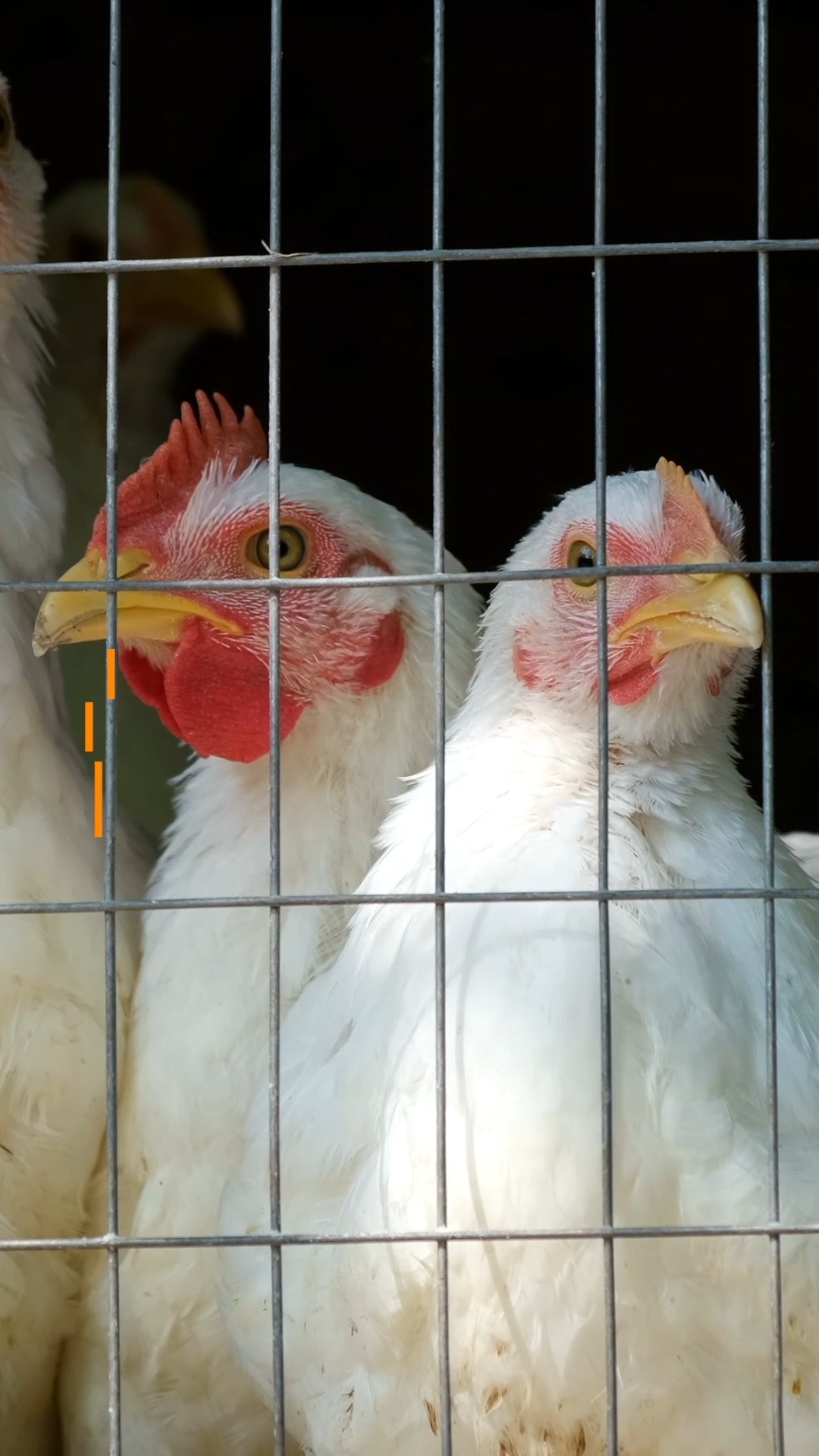 A stressed chicken can show signs of discomfort, distress, pain, or ...
