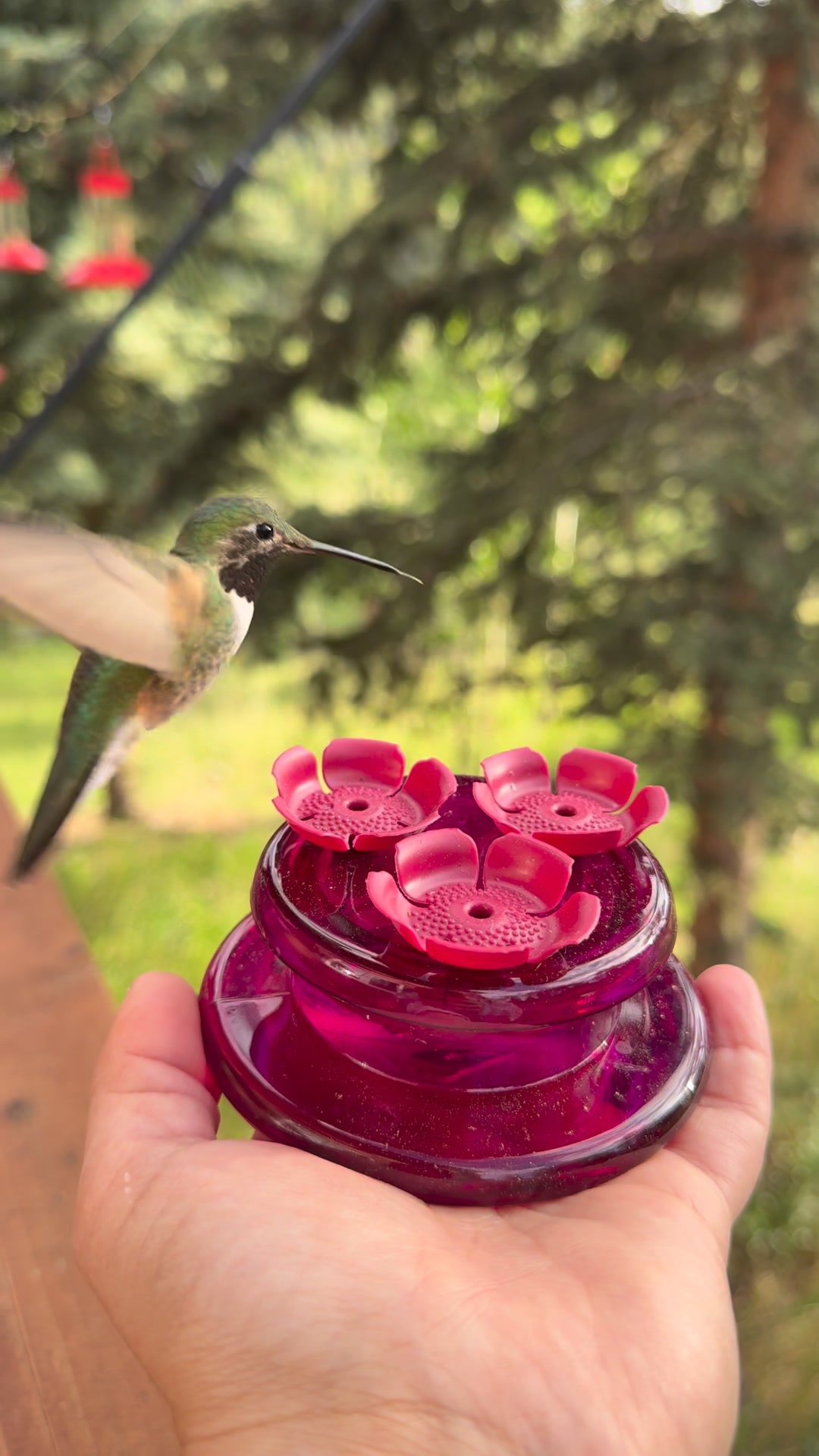 Two species of hummingbirds will mesmerize you in this video