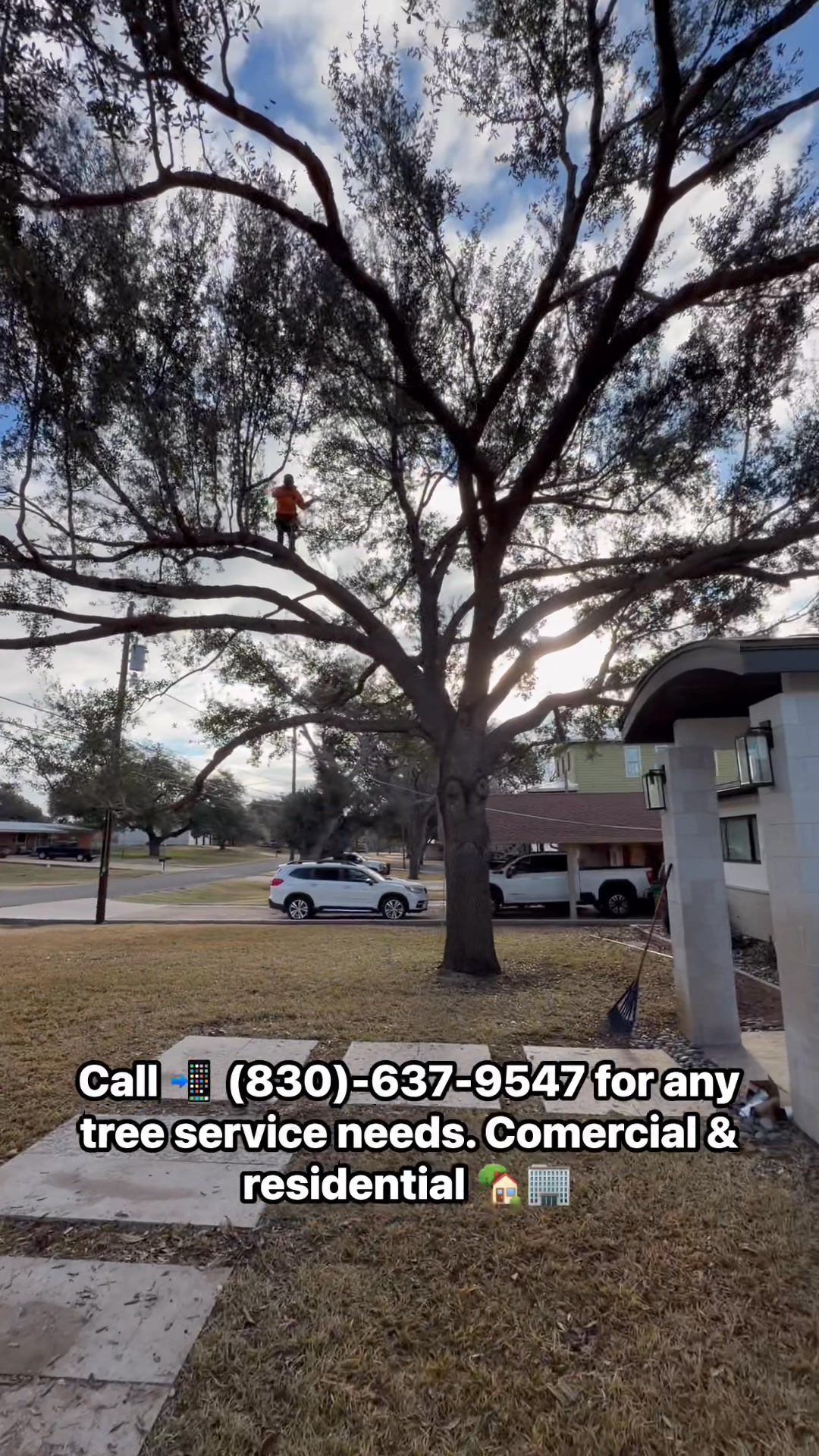 Want a quick safe and efficient job done for your trees?! 🤔 CALL ARBOL ...