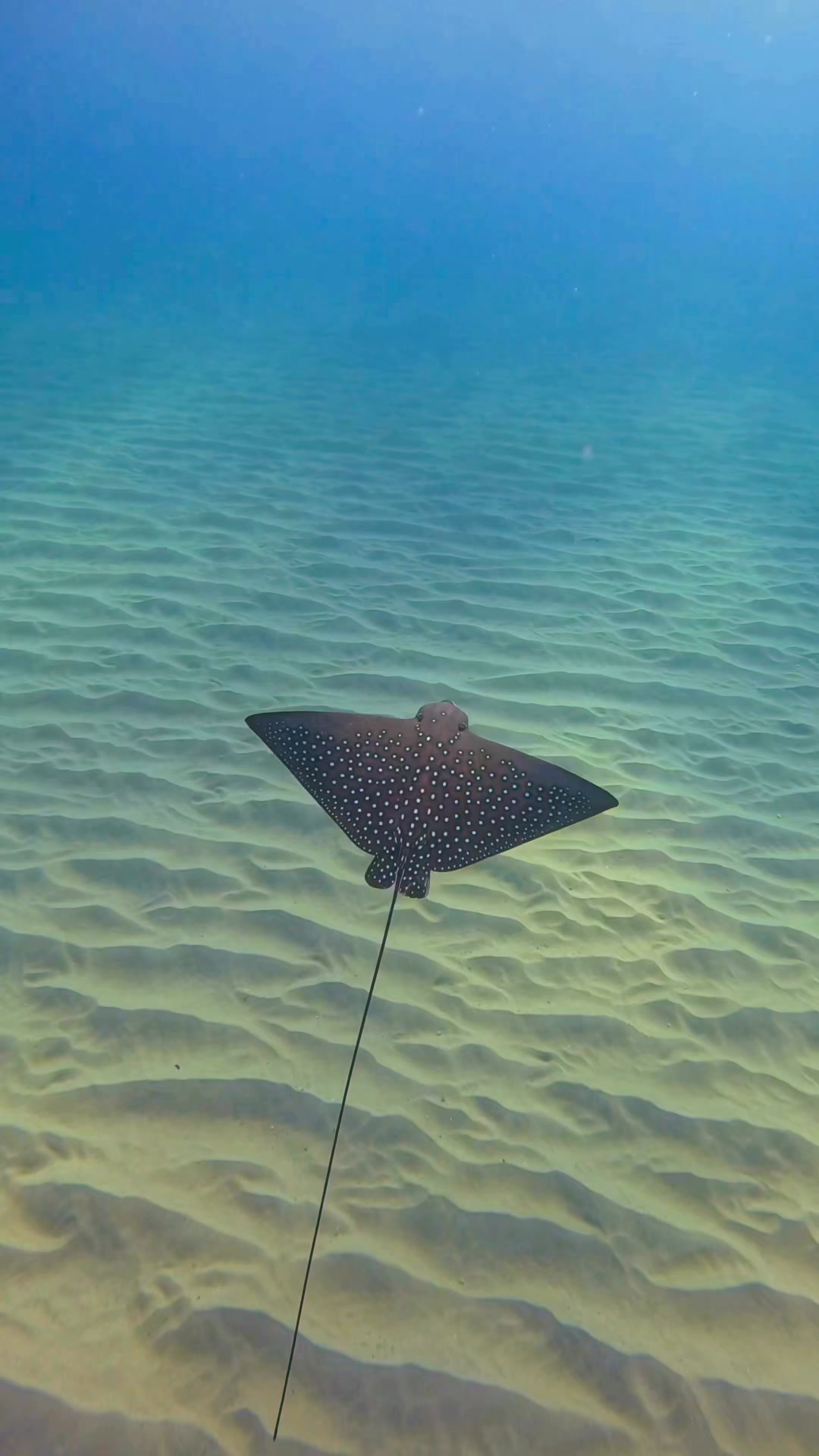 Spotted eagle rays are fascinating marine creatures with unique ...