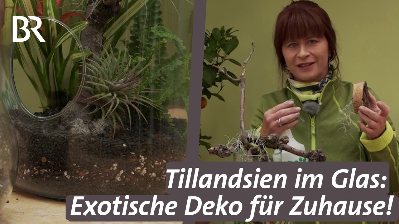 Exotenherz Tillandsien-Dünger – 80 Ml Sprayflasche, Fertig Gemischt, Spezialdünger Für Bromelien & Luftpflanzen, Sofort Anwendbar