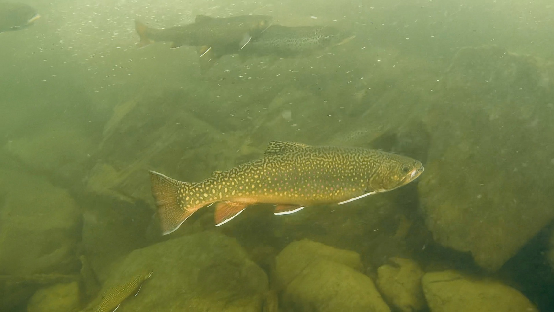 This is a pool in a river with a fast current over the top. Coming in ...