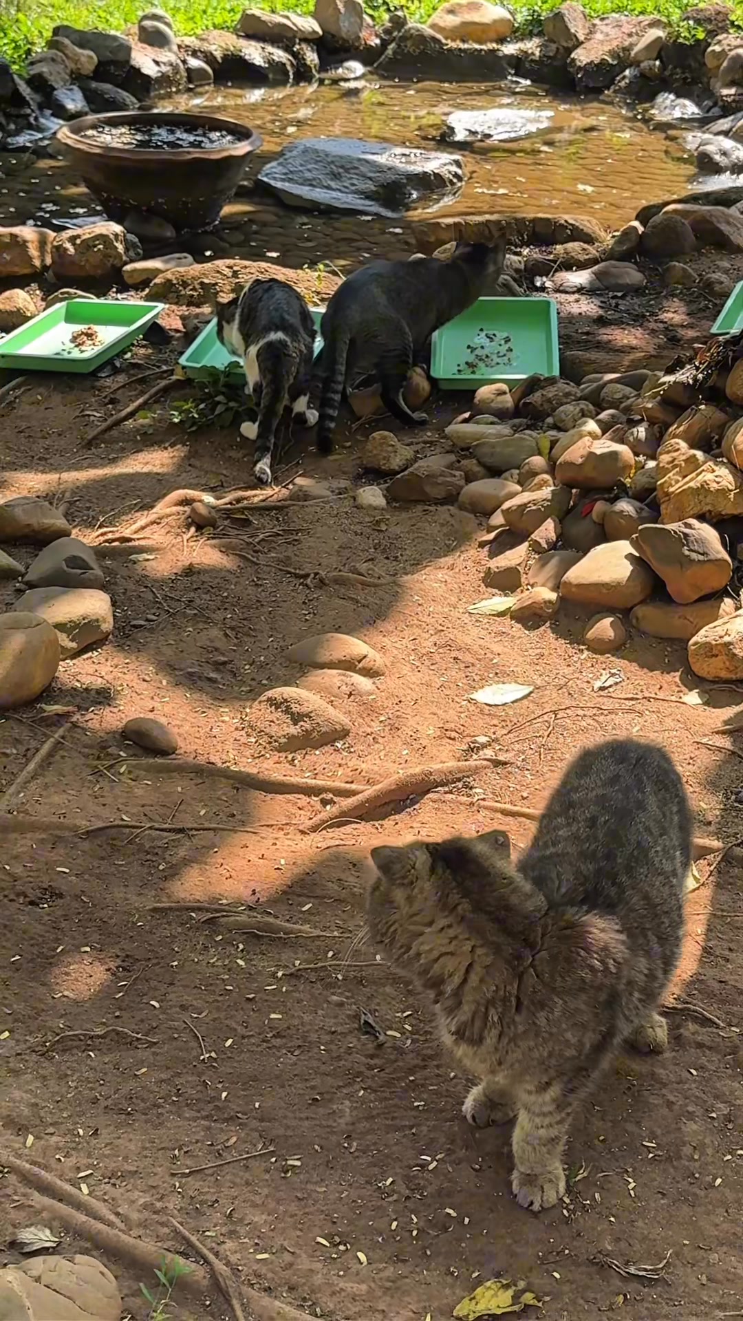 Riverside Home for Cats 😻 This is a sanctuary for rescued stray cats ...