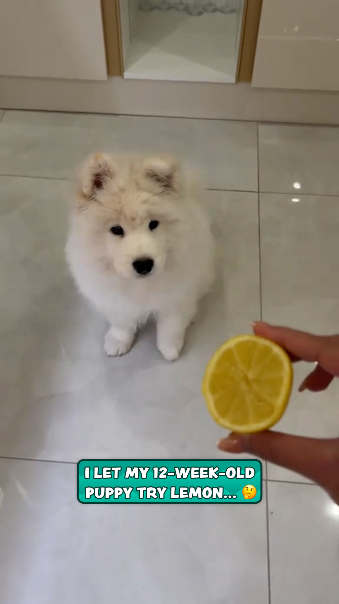 So perplexed by the lemon 😂🍋 | Furry Tails | Facebook