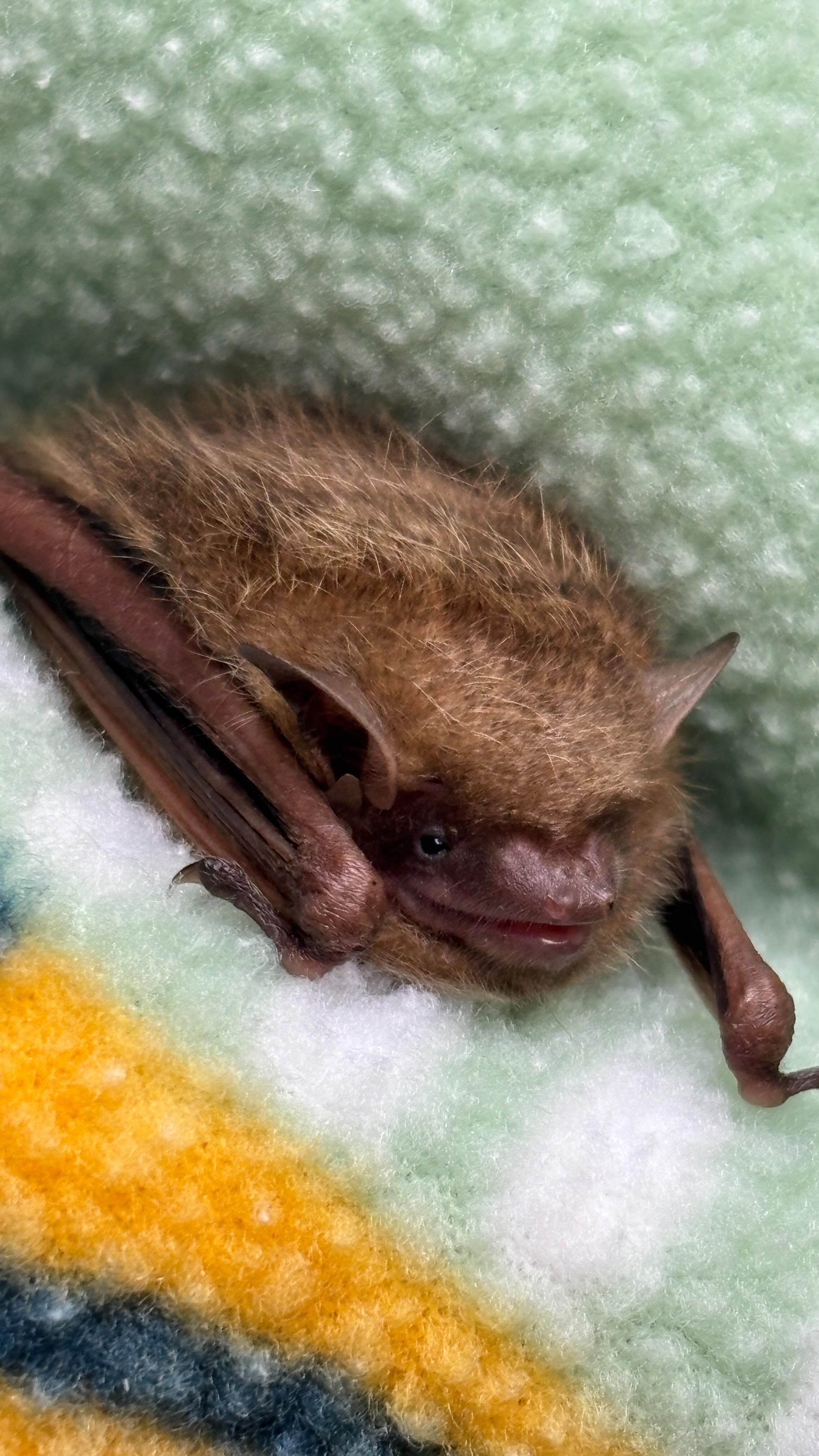 Little Petunia, a state endangered tricolored bat came into care almost ...