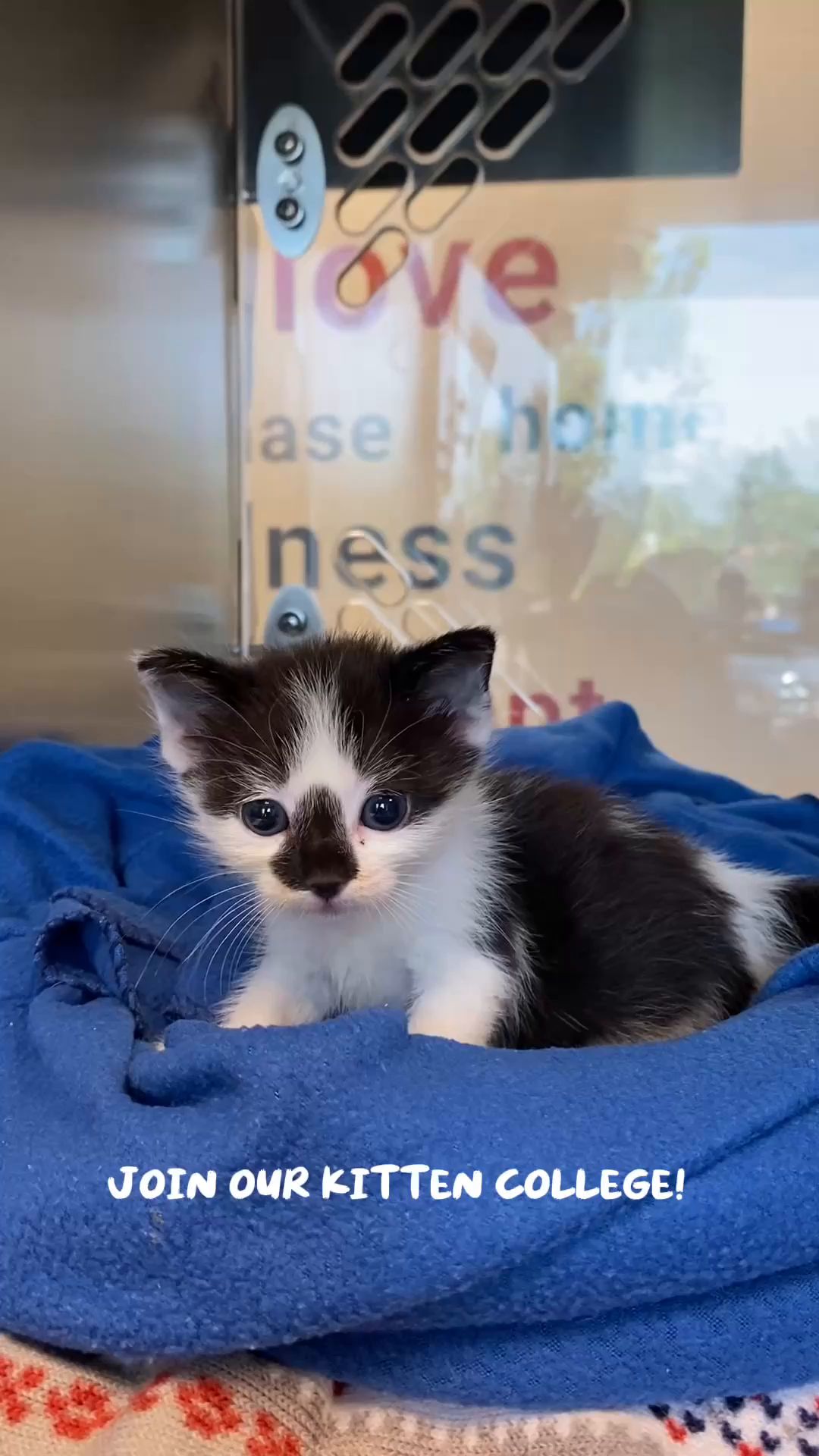 Looking for educational prints this kitten season? I've got you