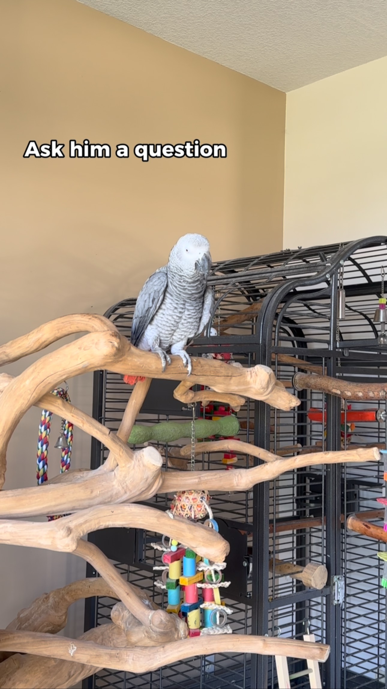Gizmo tells Bird to Squawk off!! 😅 #funnyparrot #bird #talkingparrot # ...