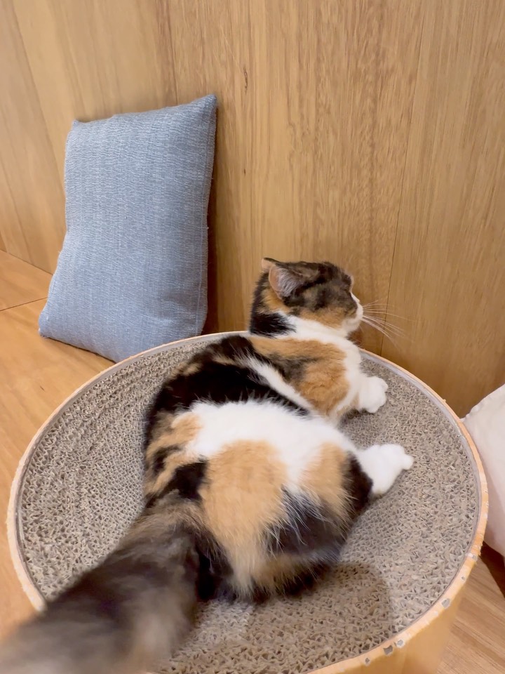 Cat Café MOFF 天王寺ミオ店 (@moff.mio.tennoji) • Facebook