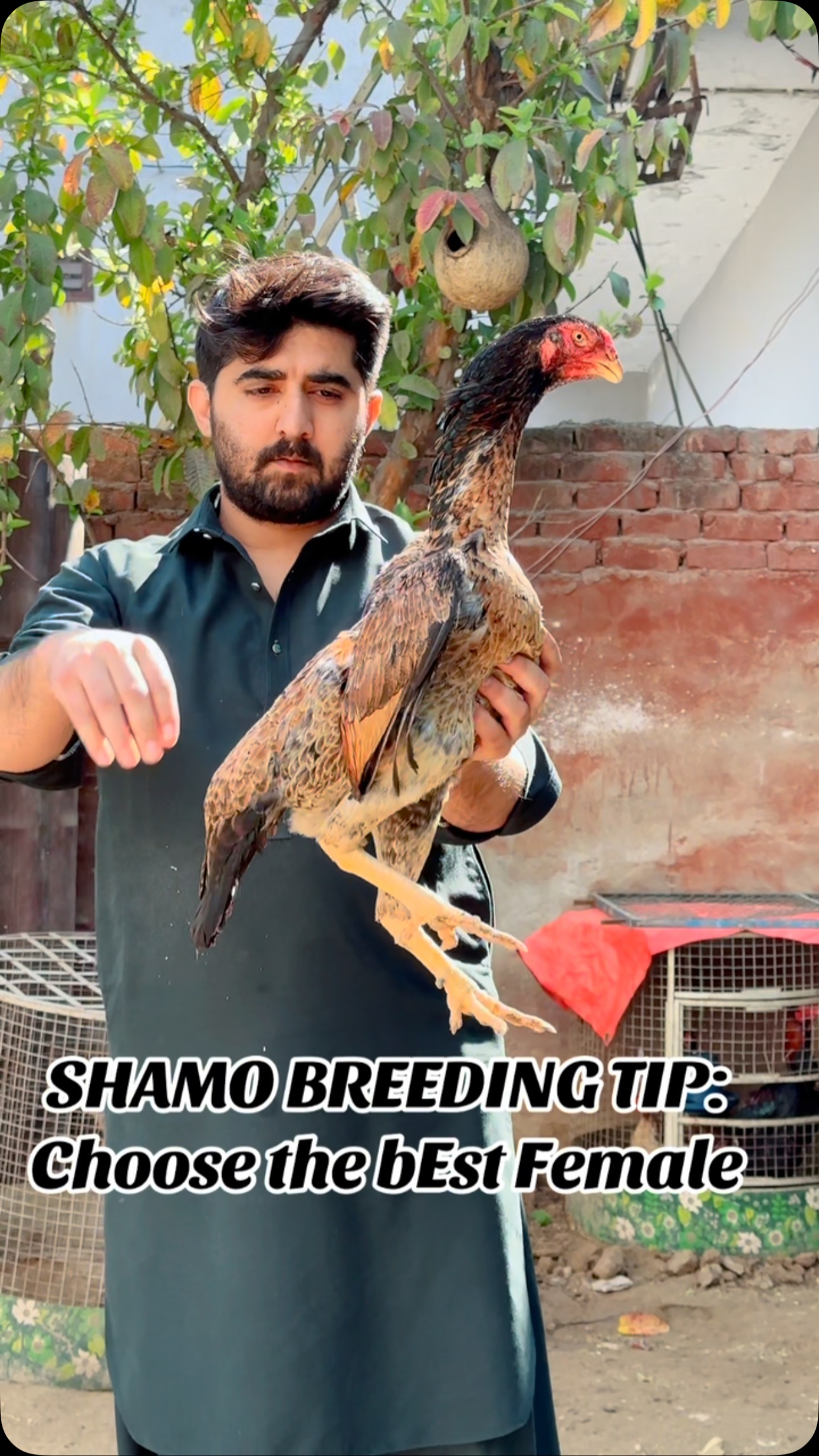 King Shamo Pakistan | Narowal