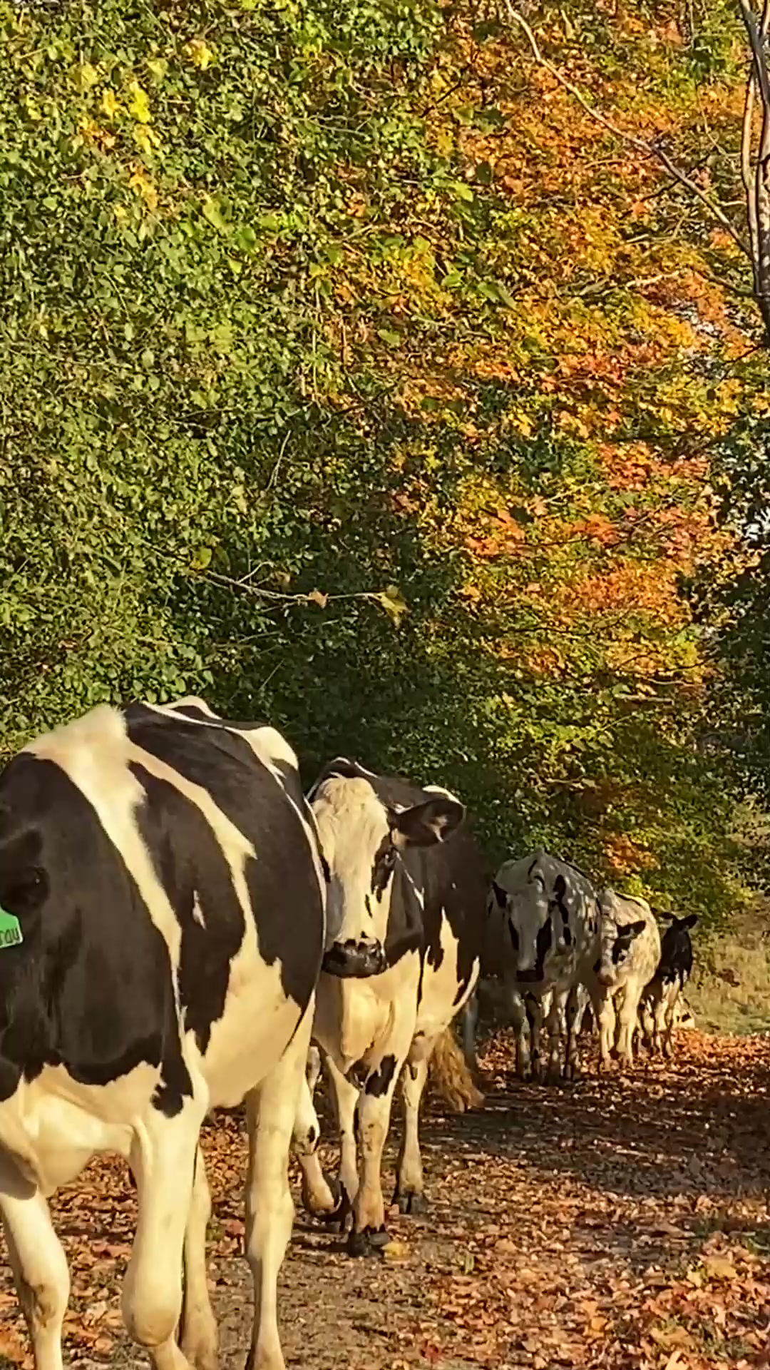 Beautiful October morning, watching the cows walking up to the barn ...