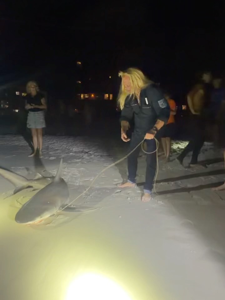 Last night, the hunt went offshore. No predator is safe. Land or