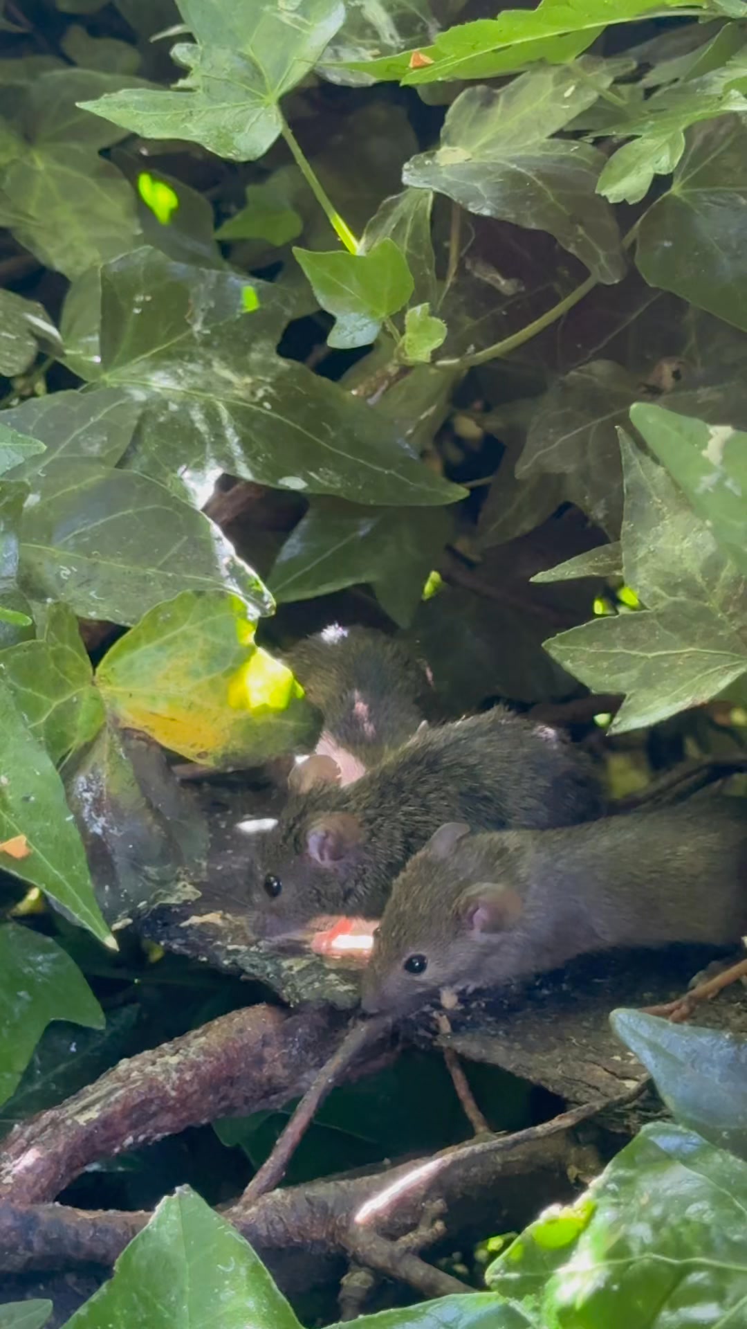 Lucky the baby rescued mouse made a brief appearance with his foster ...