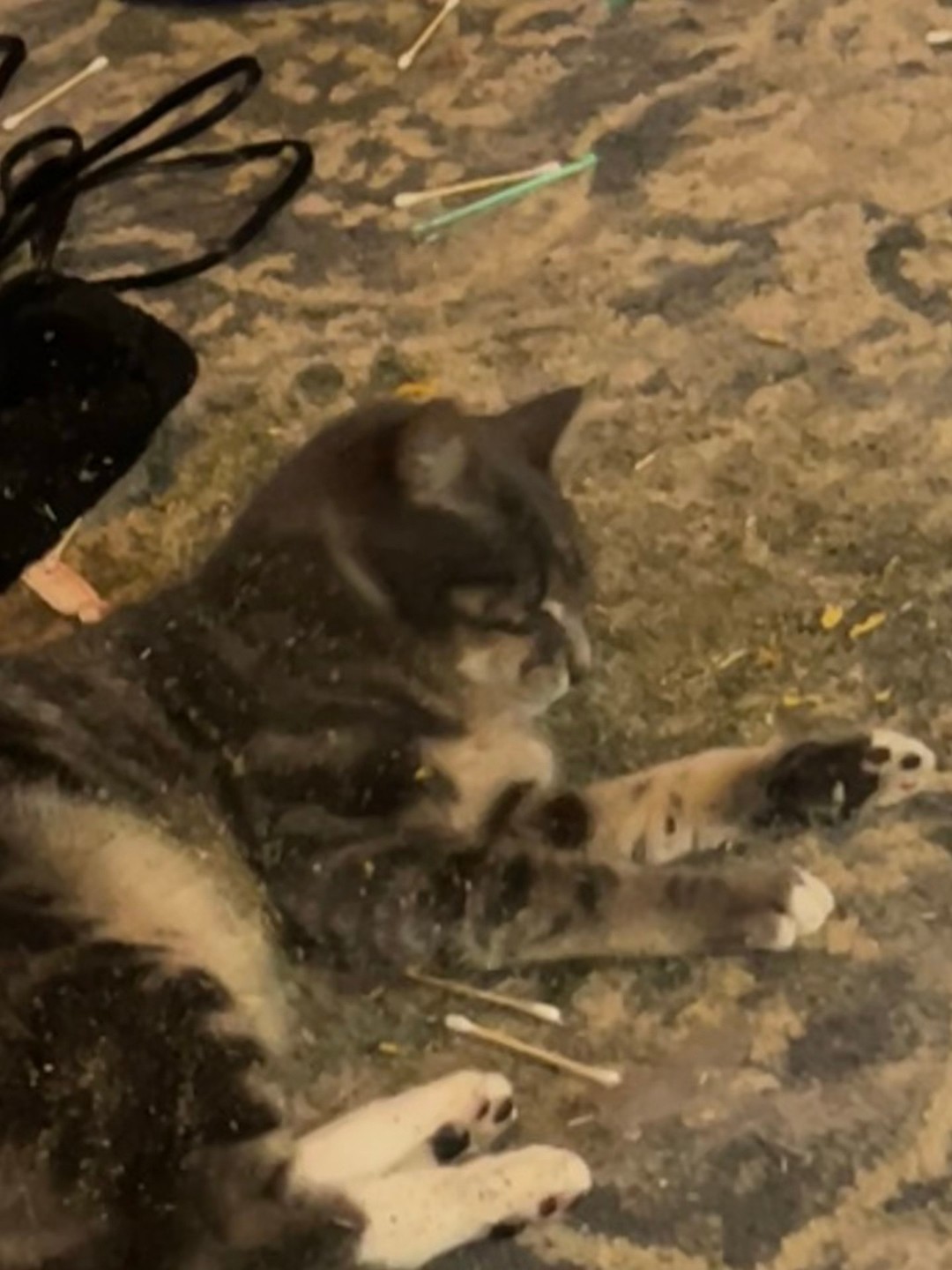 Who else cat steals qtips and then goes onto knock over a whole lot of ...
