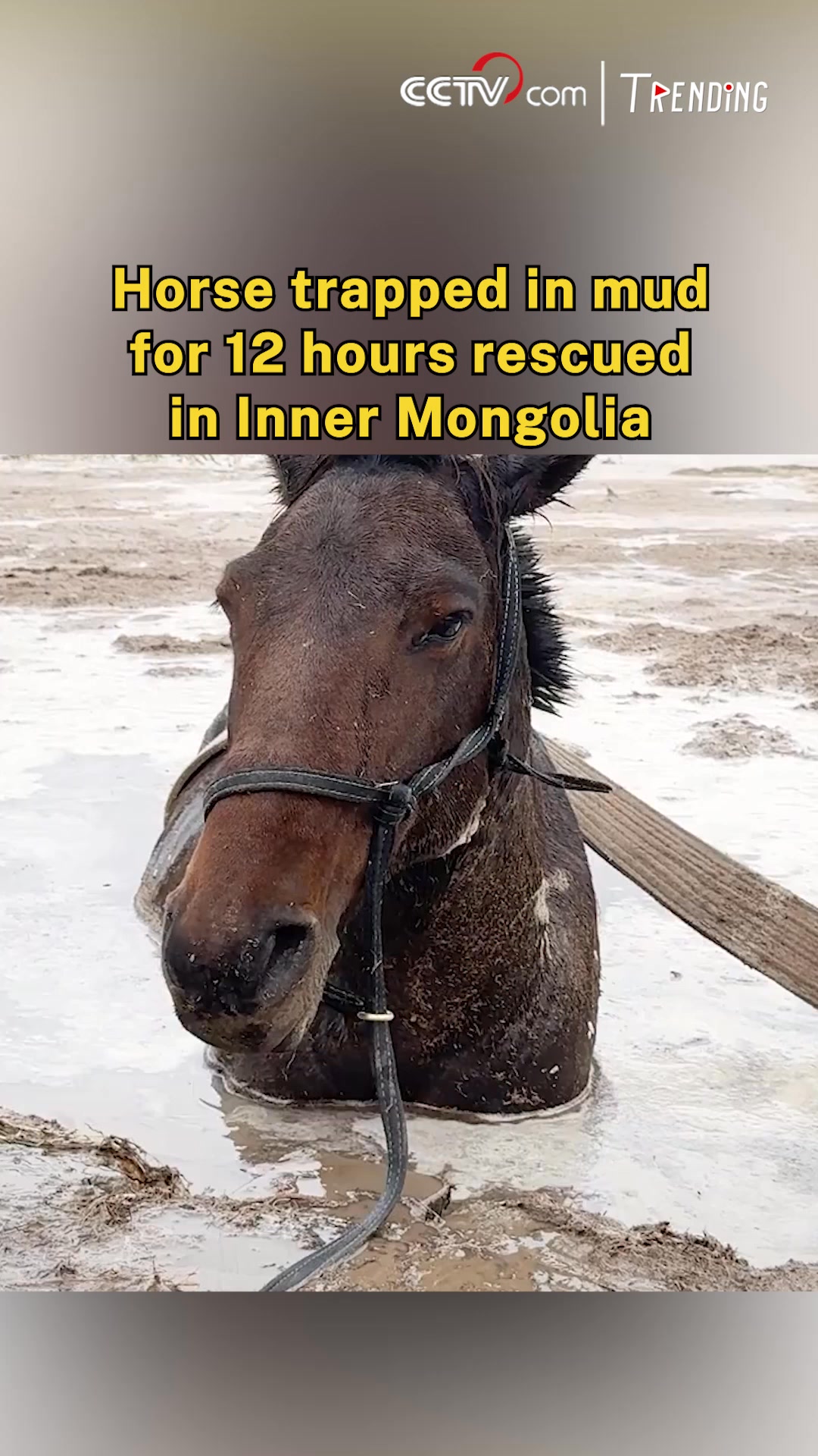 A horse trapped in a muddy pit for over 12 hours was rescued in Inner ...