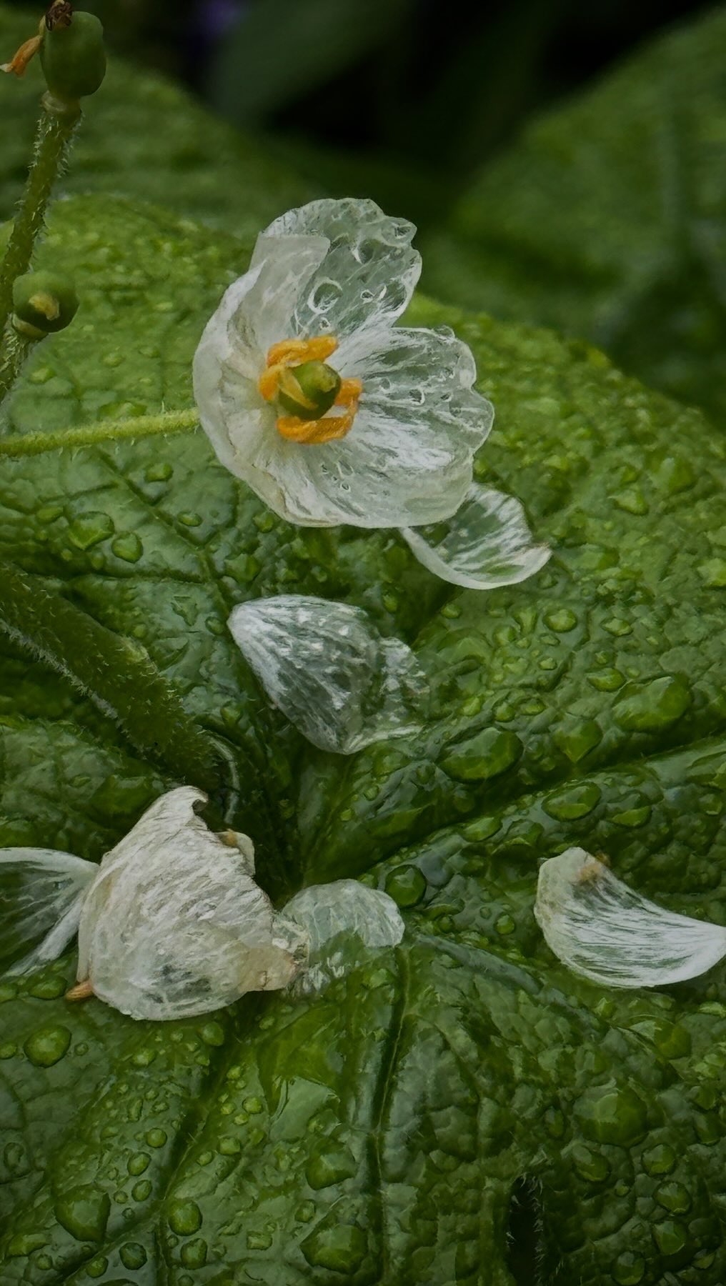 Diphylleia grayi. 雨に濡れると真っ白い花びらがガラスのように変化