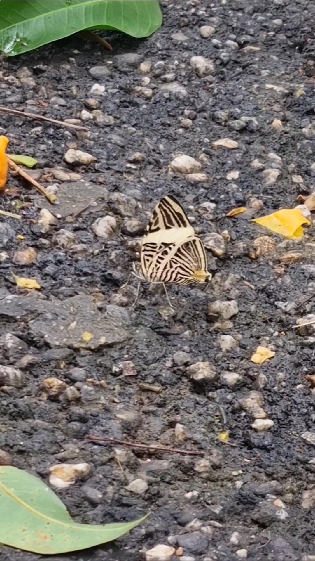The Zebra Butterfly! Several butterfly species have been recorded