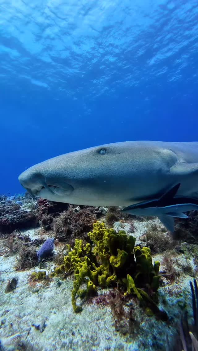 🌊🦈 Meet one of... - The Dive Machine Diving Playa Del Carmen | Facebook