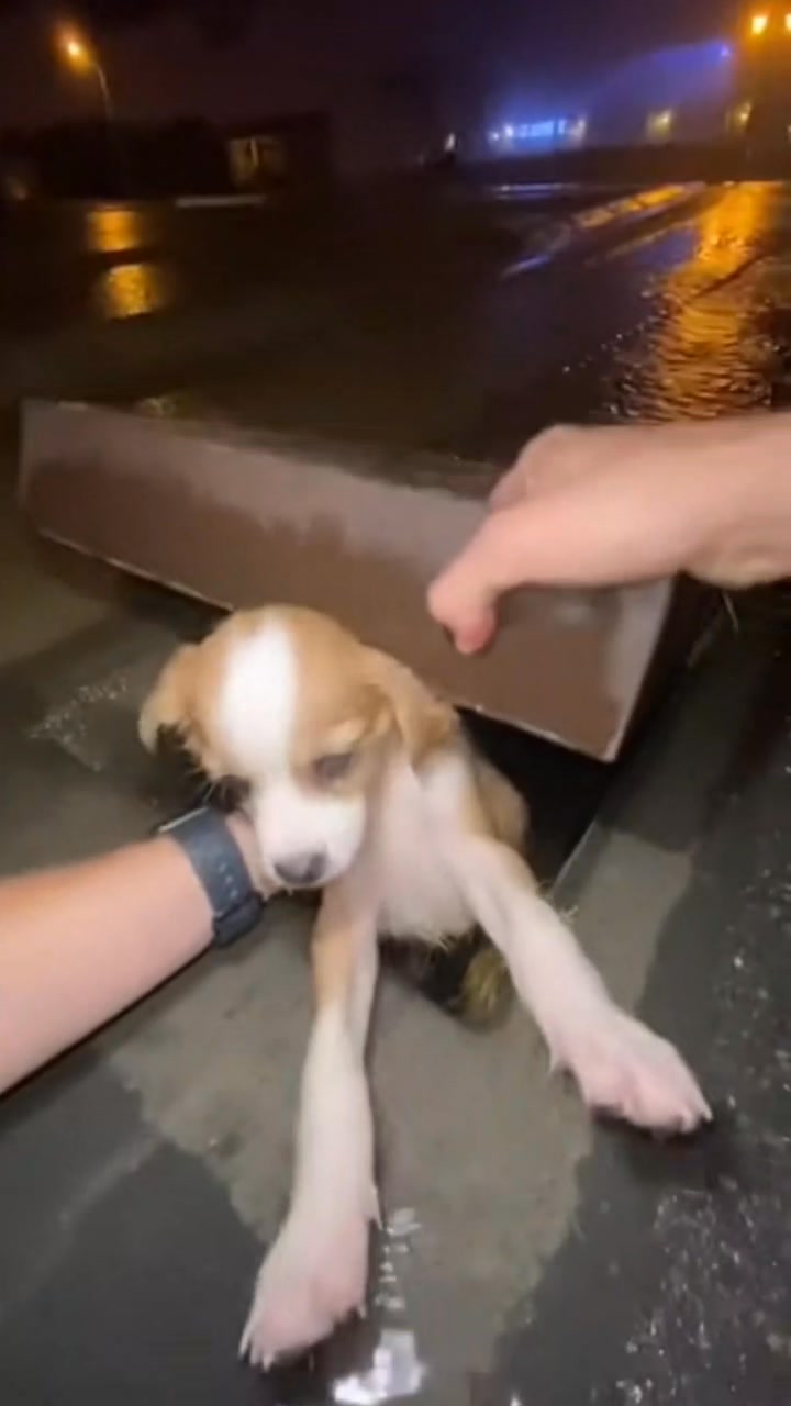 Rescued the Puppy #rescueanimals #dog #humanity #kindness #rescue ...