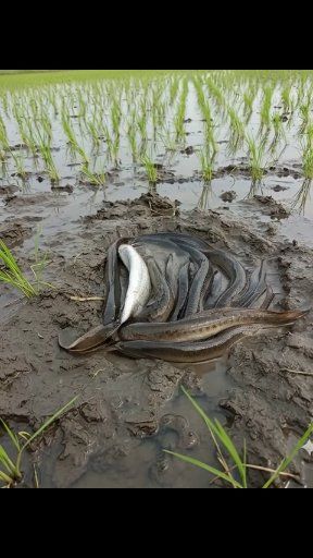 ধান ক্ষেতে অনেক বাইন মাছ #fishing #fish #fypシ #foryouシ #agriculture ...
