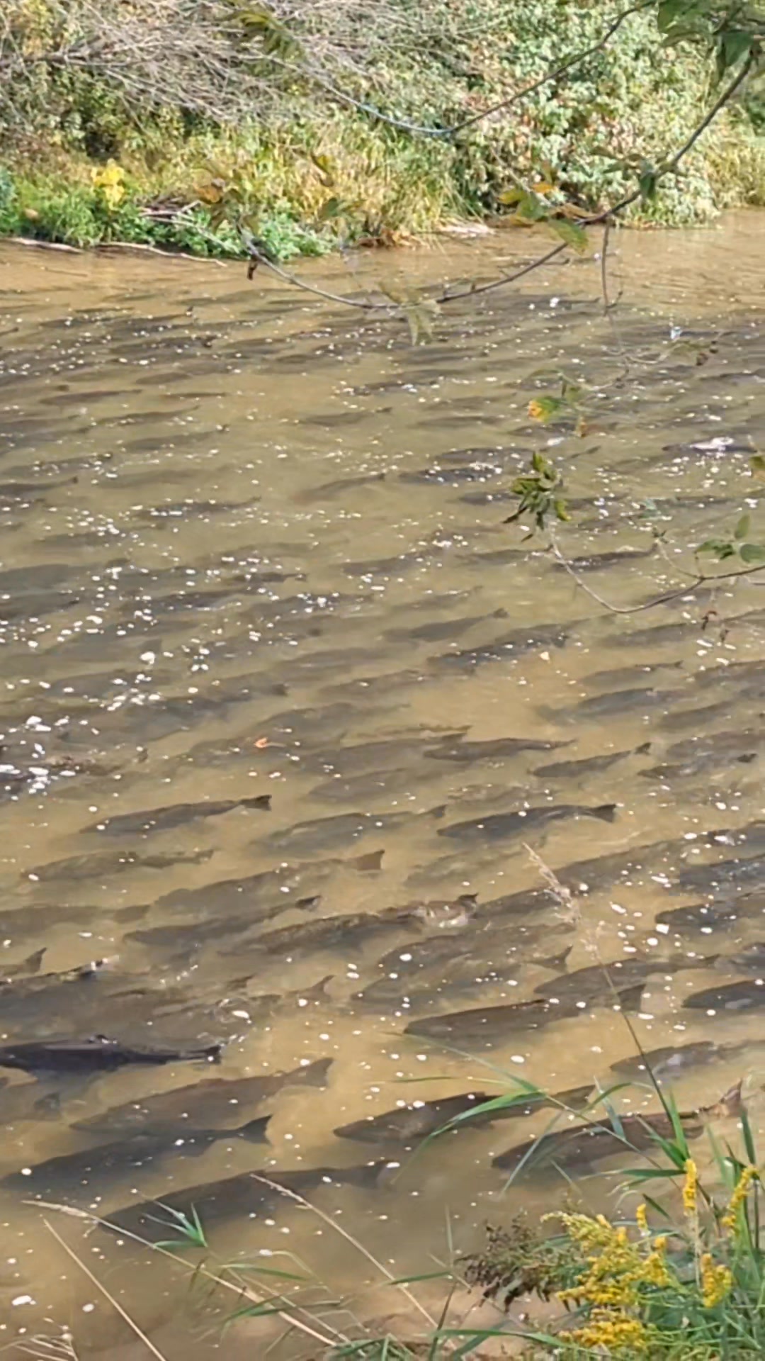 Thousands of salmon are returning upstream to spawn. #ontario #salmon # ...