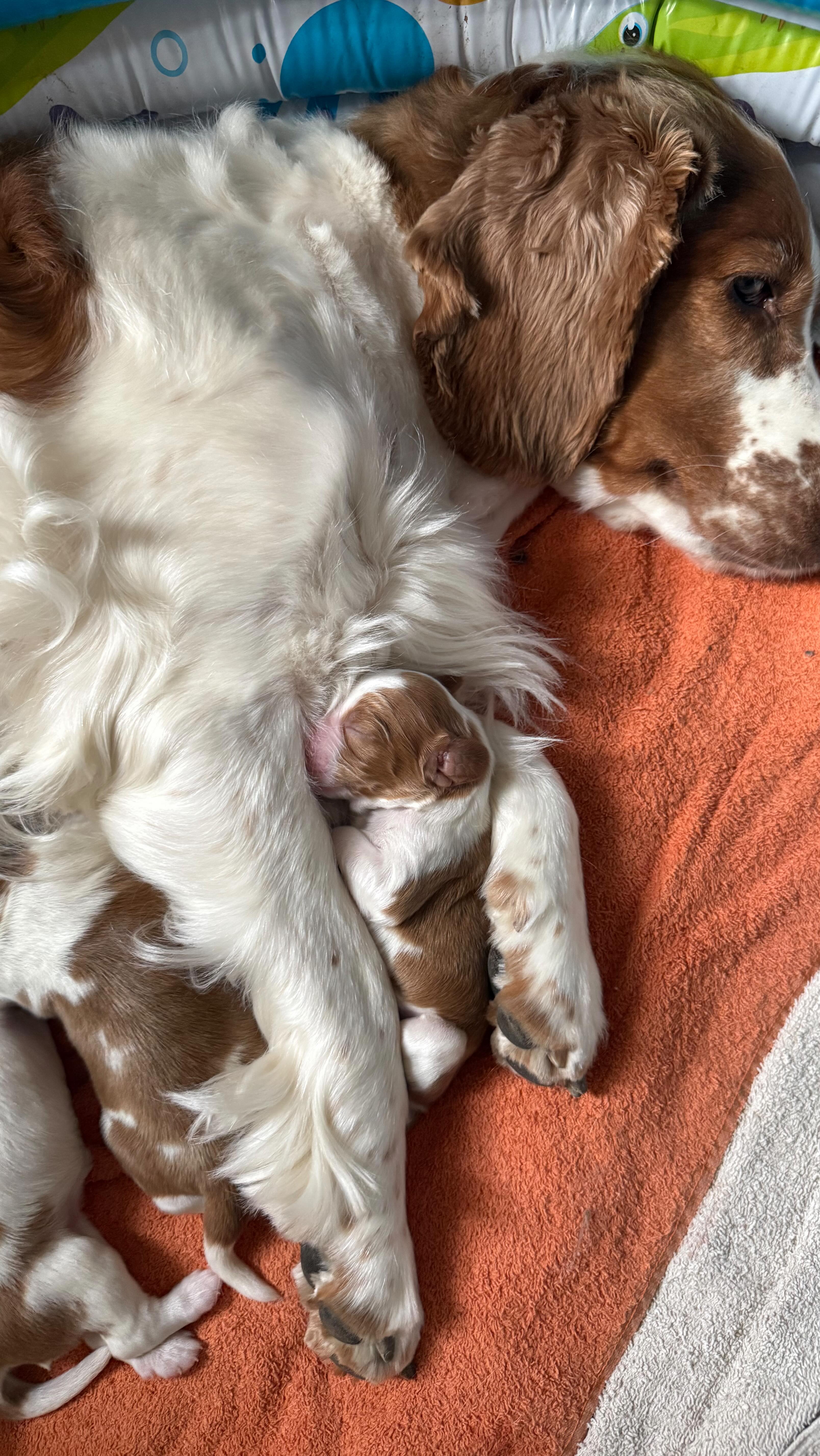 While waiting for Willow to go into whelp with T-litter, we are ...