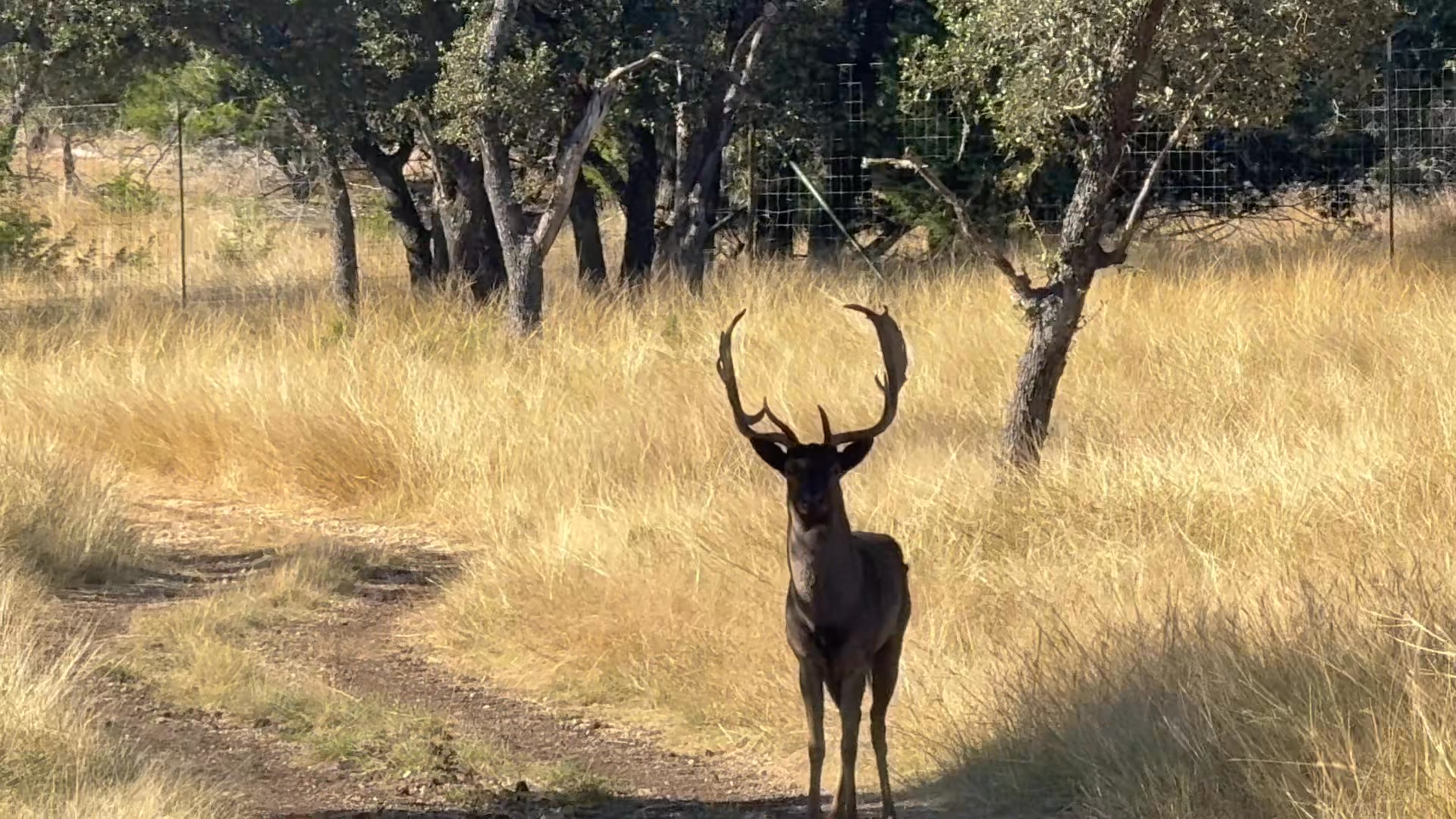 Ryan Ranch LLC Hunting Services on Reels | Facebook