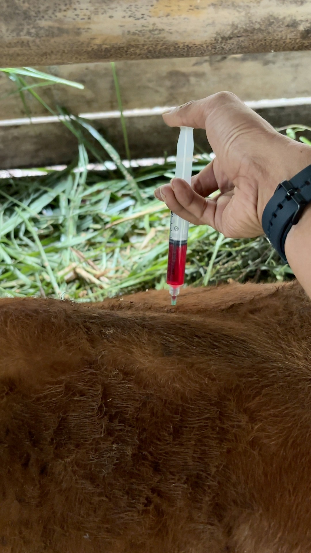cows injected with b12 Vitamin injection in cross limousine #cow #america #mantrihewancreatif | Mantri Deden Sumedang Pregnyl/HCG Trigger Patient Instructions customer-favorite Injection:IM