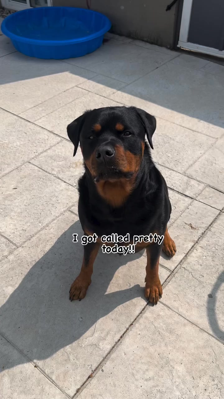 Comment you Thoughts : #rottweiler #dogsofinstagram #dog #dogs #rottie ...