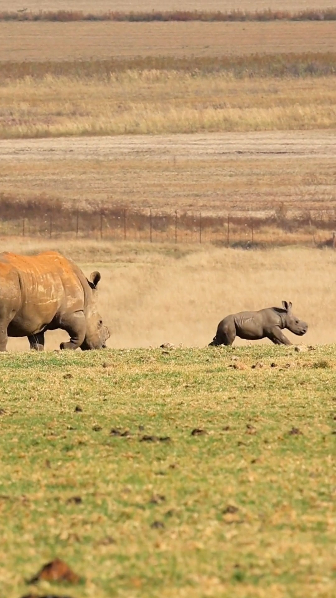🦏 Meet the newest member of the Alzu Petroport family! 🦏 Our