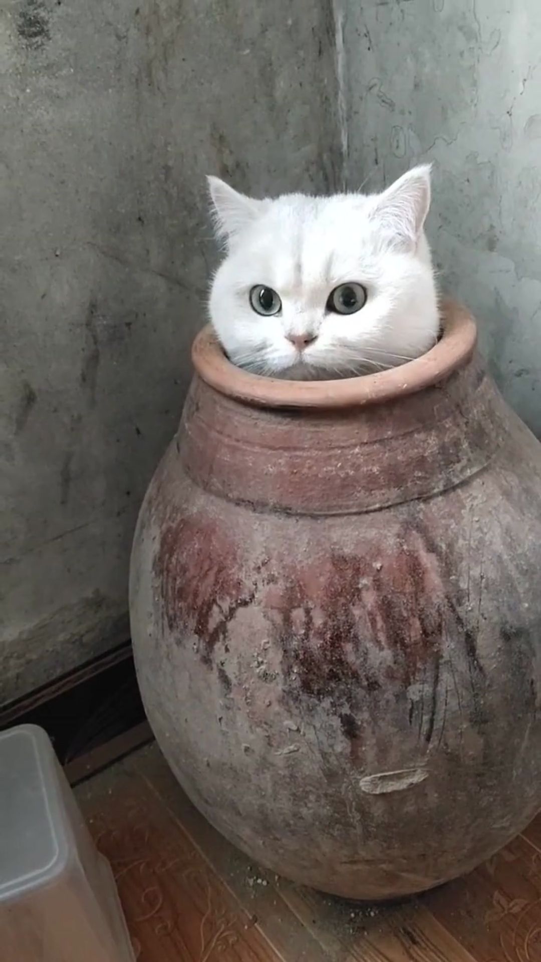 How to Negotiate with Your Cat and Win 😼📜 | 3 Easy Steps #cats | Catsky ...