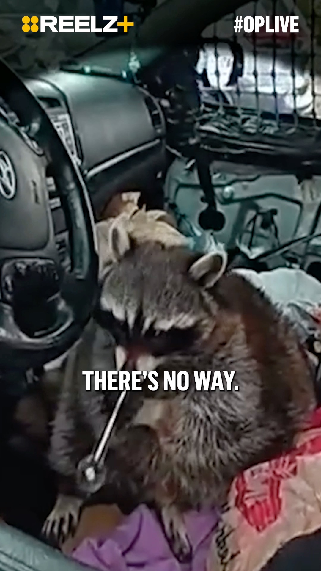 There's a raccoon in the front seat. It needs a name. Drop your