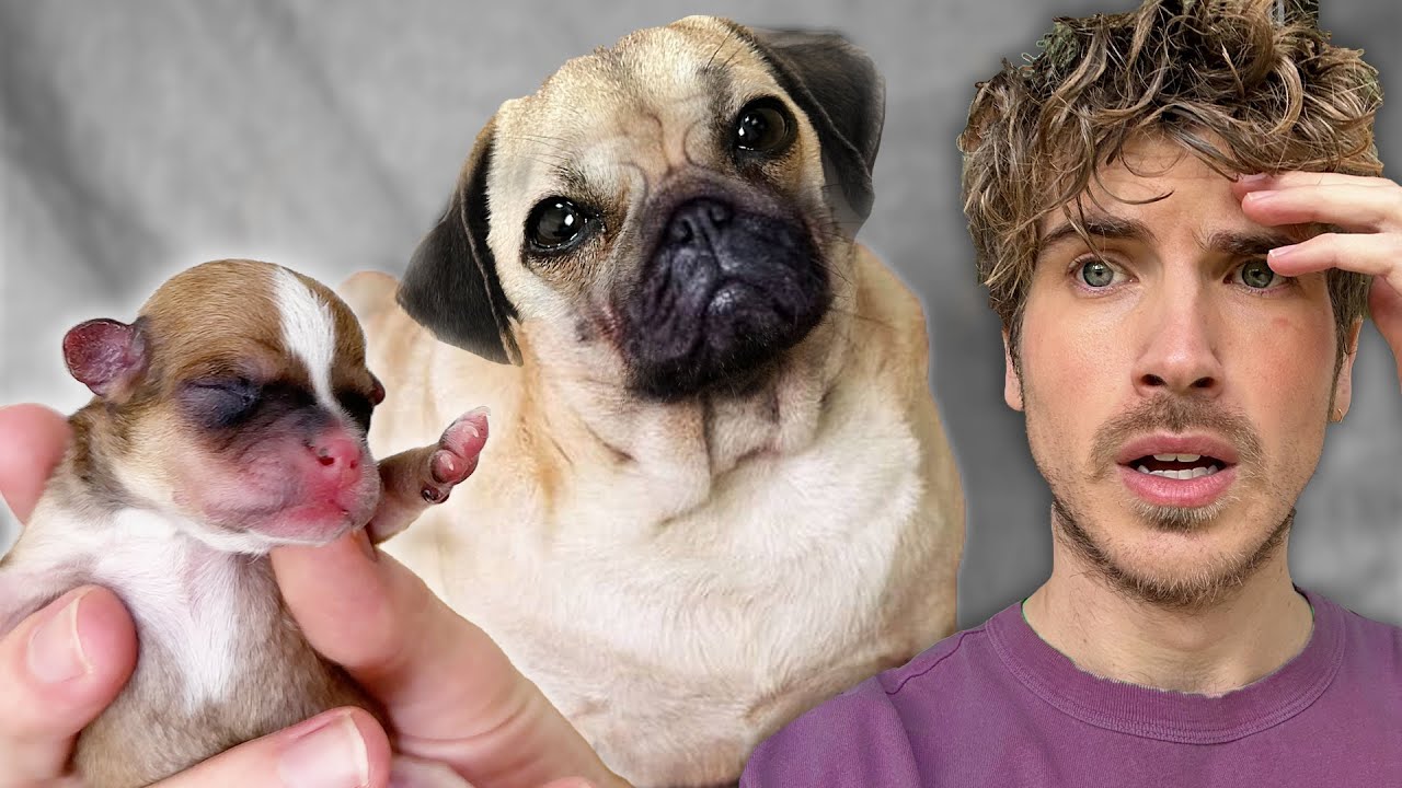 Helping My Rescue Pug Deliver Her Puppies *Emergency C Section* | Puppy ...