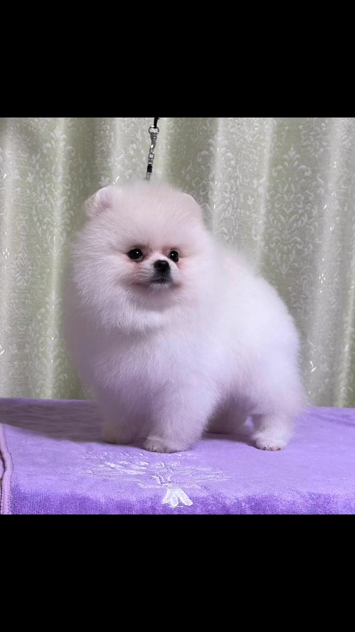 AC Dynasty Pomeranians (@AcDynastyPomeranians) • Facebook
