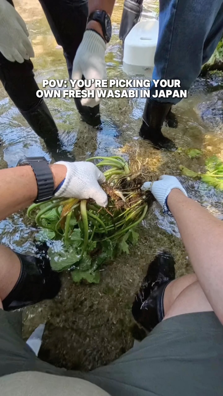 Do you know you can actually pick your own wasabi in Japan