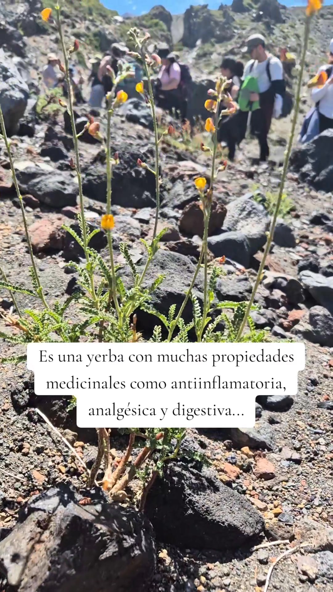Yerba medicinal 