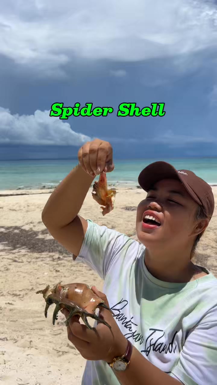 Saang/Spider Shell 🐚 #atelaila #bantayanisland #saang #spidershell ...