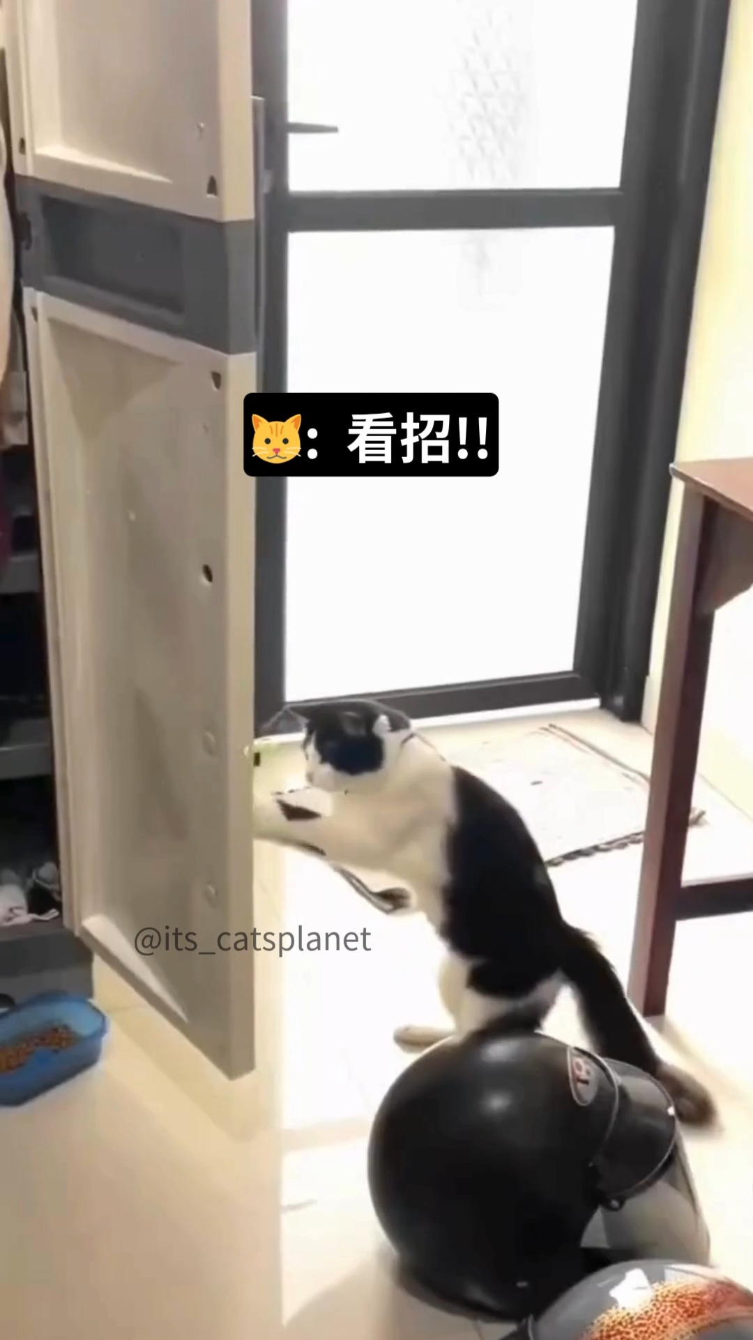 貓: 小心別惹我哦 看更多可愛貓貓👉🏻 @its_catsplanet #貓 #貓咪 #貓咪日常 #貓星人 #貓星人日常 #喵星人 #喵星人 ...
