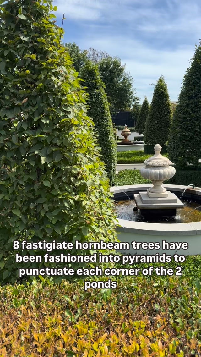 HORNBEAM TREES - one of my go to trees for narrow spots or to make a ...