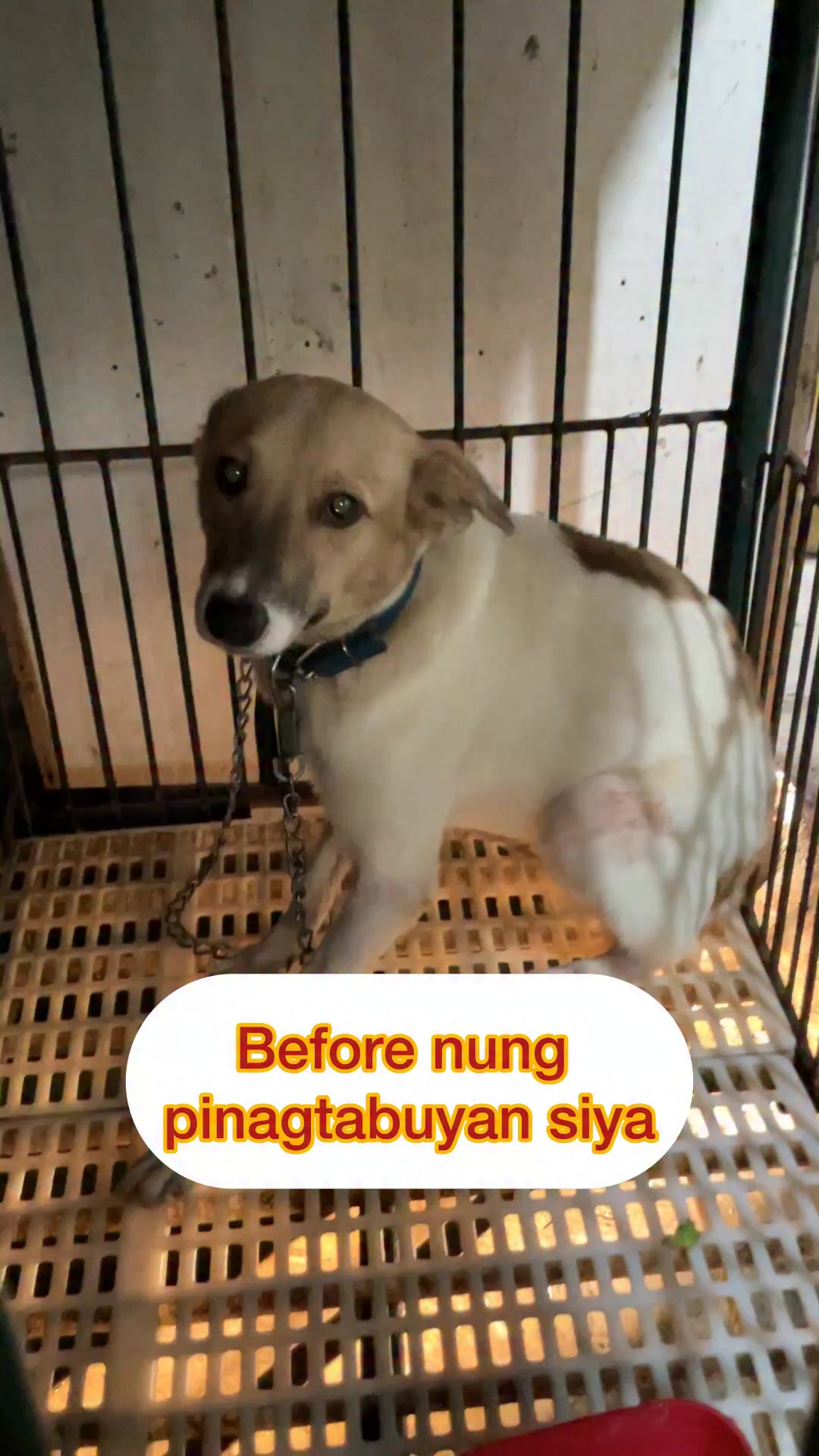 UPDATE: Kay dogie na pinagtabuyan ng papa niya at pinamamadaling
