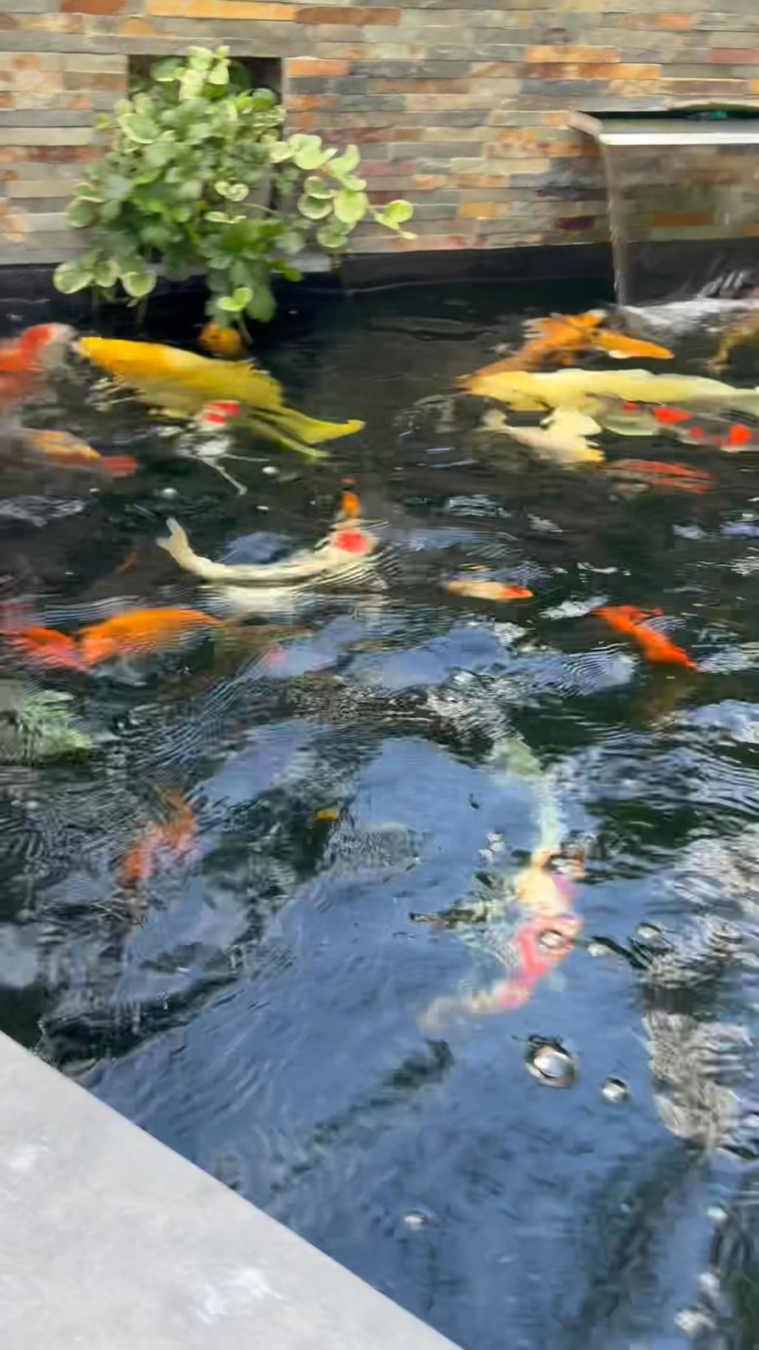 Hungry fish … | Gary King | Facebook
