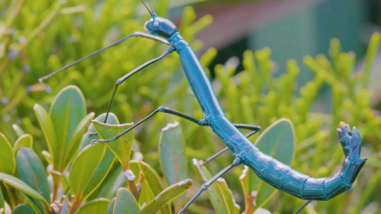 STICK INSECT, NAG-IIBA RAW ANG KULAY KAPAG NATATAPATAN NG SINAG NG ARAW ...