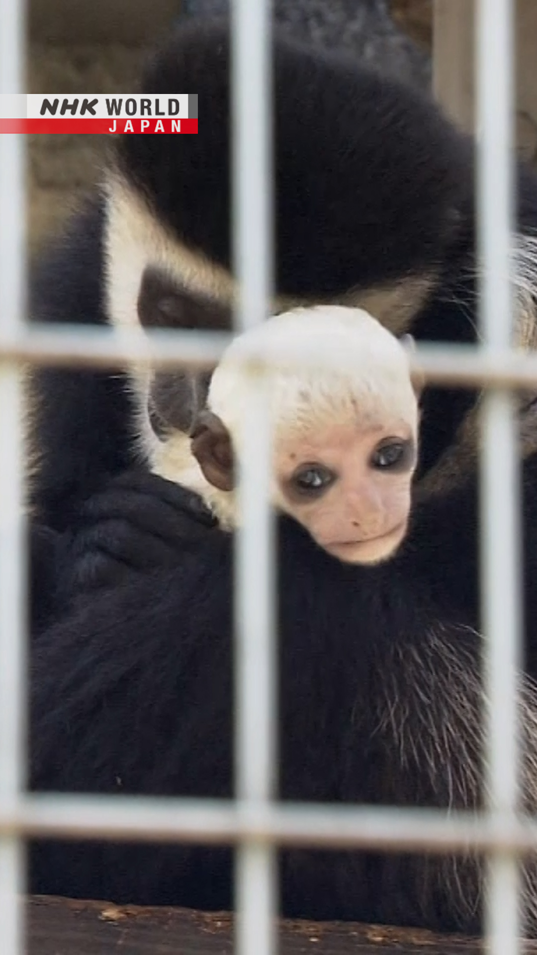Rare chance to see all-white baby monkey | NHK WORLD-JAPAN | Facebook