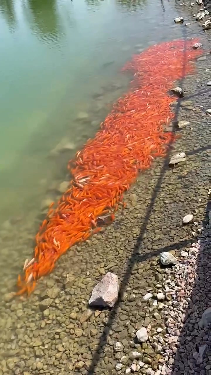 Curated visual reference: Picture Idea: Holy Smokes Check Out The Population Of Goldfish At Cadence