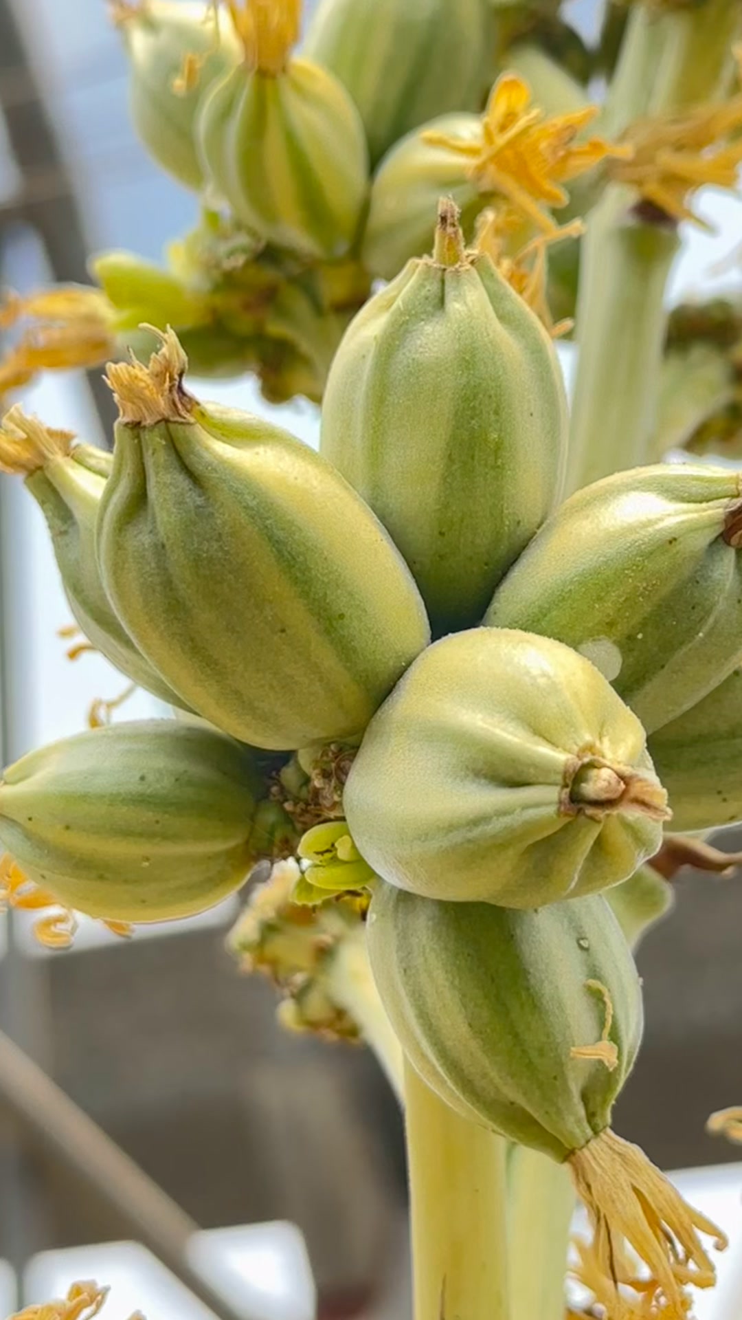 Join us for a horticultural autopsy on our garden specimen of