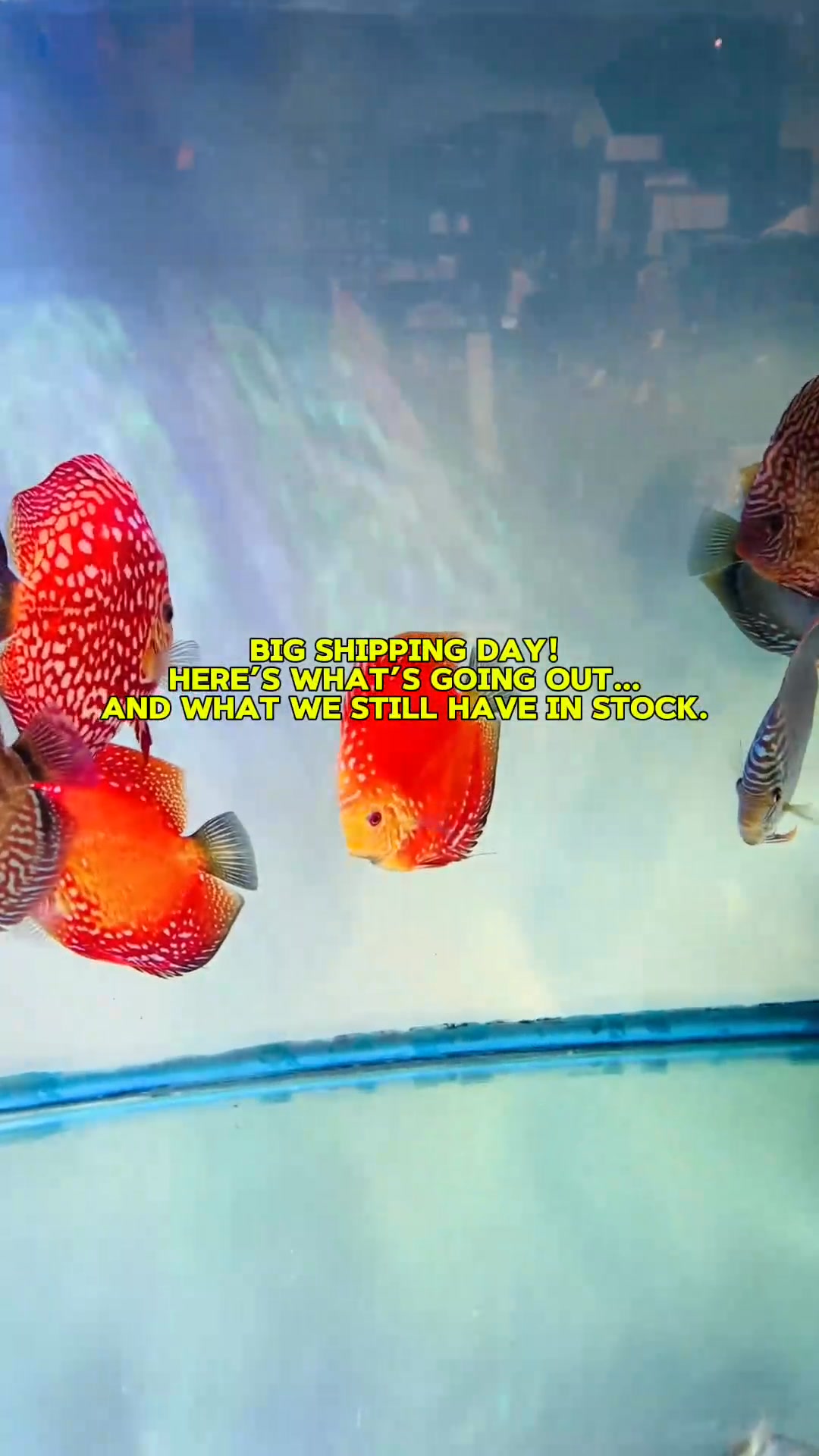 Another big shipping day! Still plenty of beautiful discus available on ...