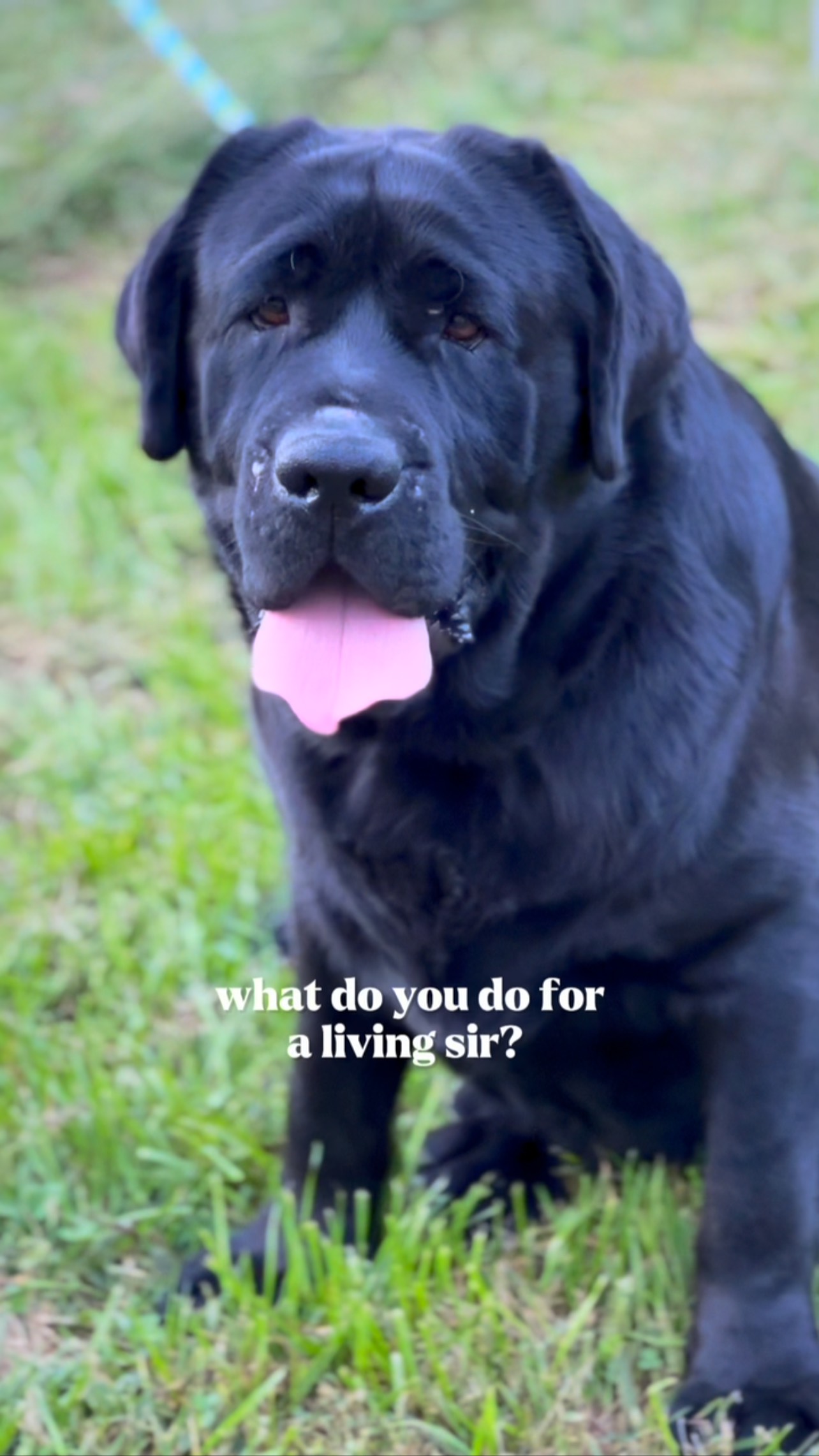‼️Valid question- What do you do for a living sir⁉️🤣 #puppy #puppylove ...